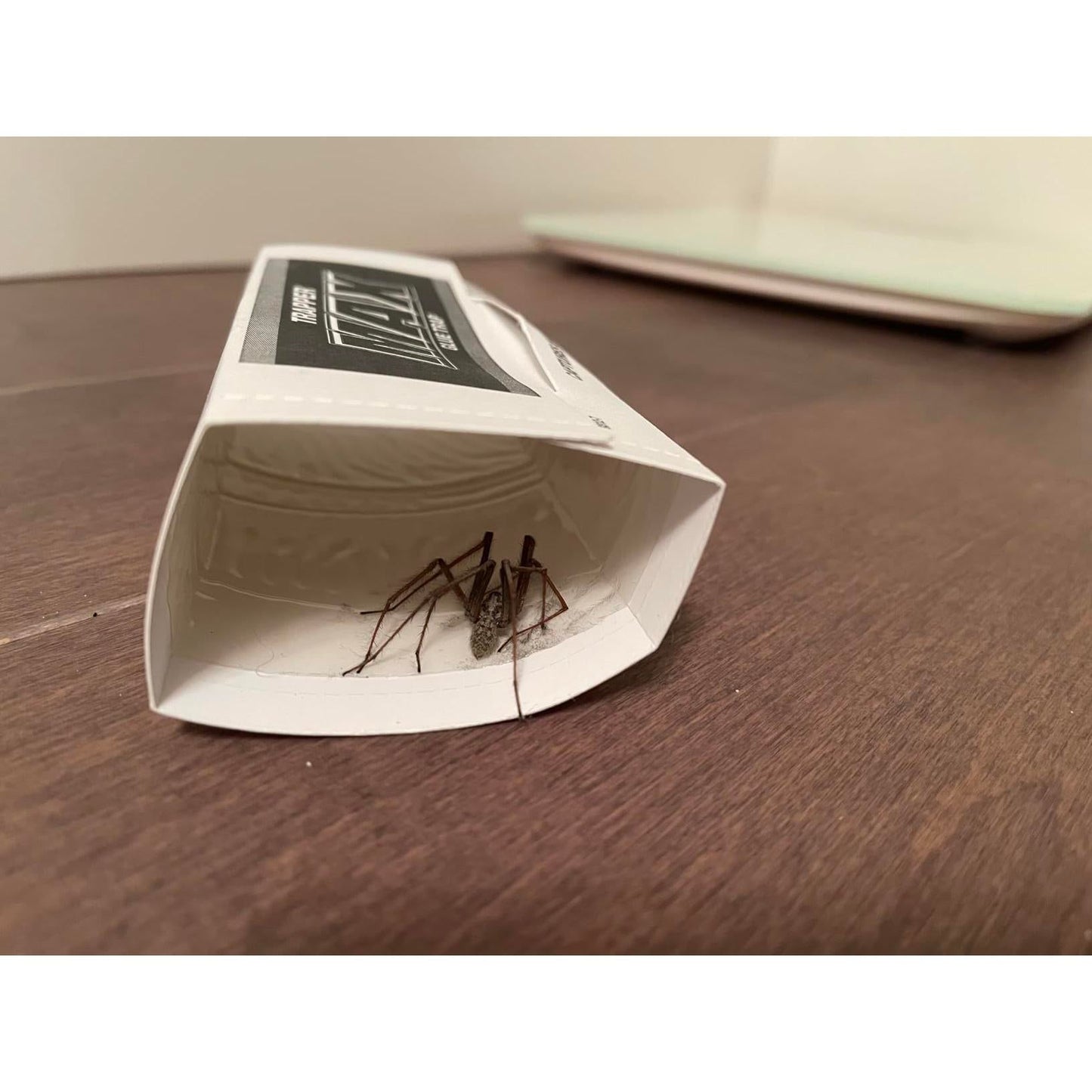 Glue_Traps_12_Glue_Boards_Trap_Mouse_Bugs_Insects_Bed_Bugs_Spiders_Cockroaches_Non-Toxic