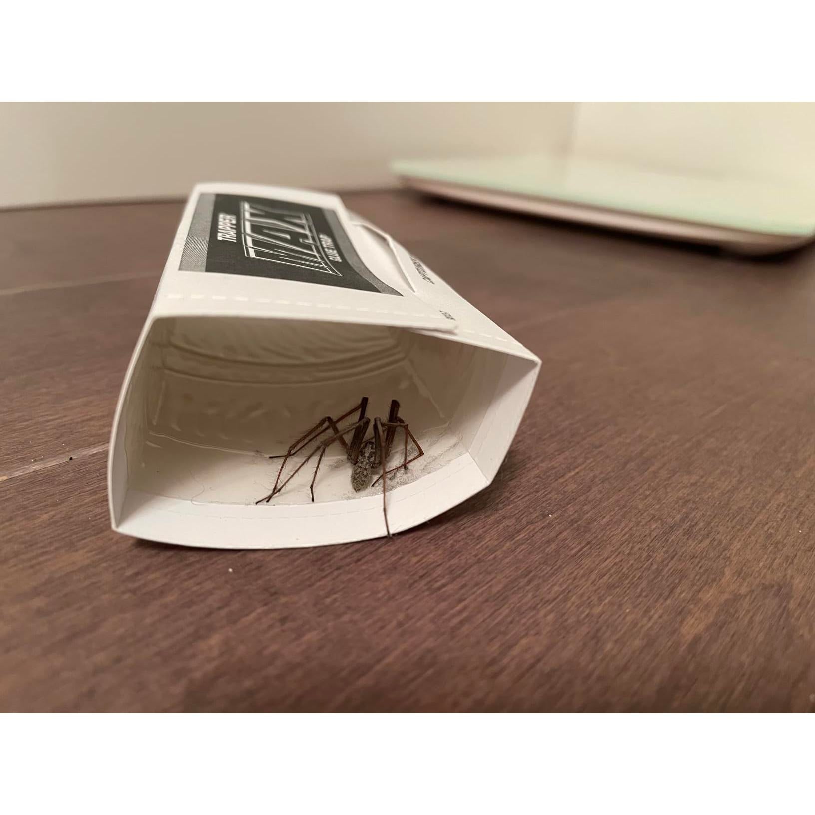 Glue_Traps_12_Glue_Boards_Trap_Mouse_Bugs_Insects_Bed_Bugs_Spiders_Cockroaches_Non-Toxic