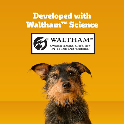 Pedigree_Dentastix_Large_Dog_Treats,_Original,_Beef_&_Fresh,_2.73_lb._Variety_Pack_(51_Treats_Total)