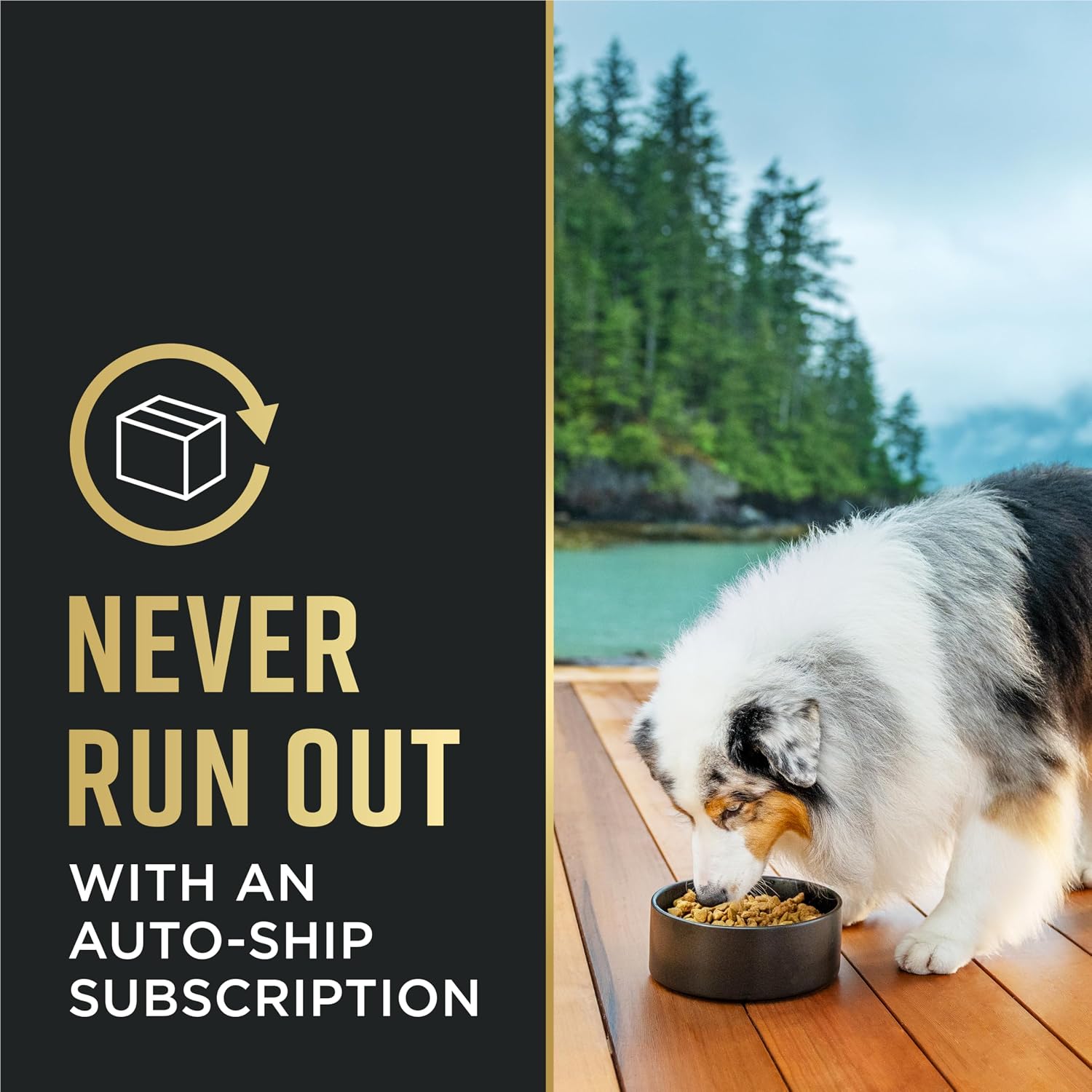 Purina_Pro_Plan_Sensitive_Skin_and_Stomach_Dog_Food_Dry,_Adult_Salmon_&_Rice_Formula,_Digestive_Health_-_16_lb._Bag
