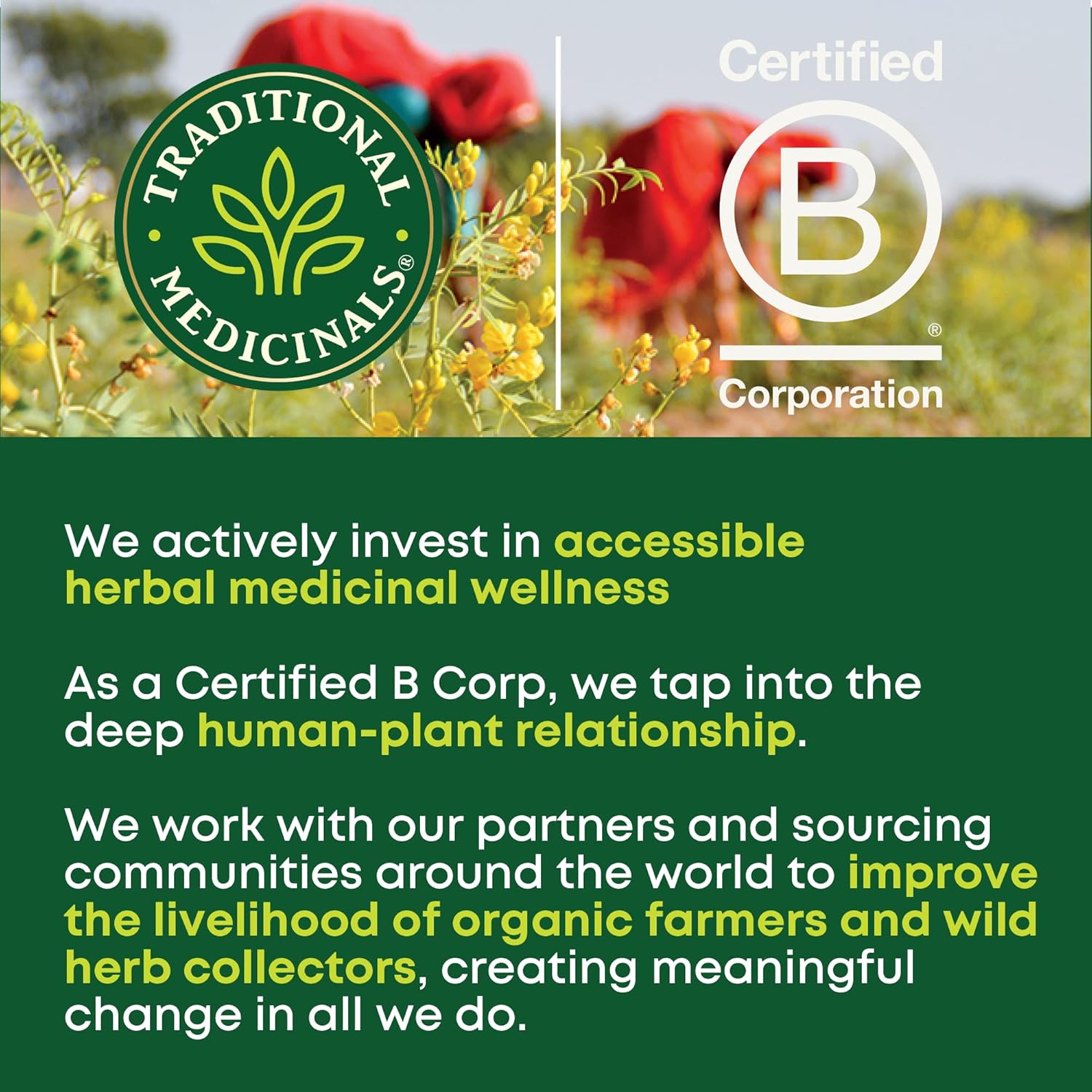Traditional_Medicinals_Organic,_Stress_Ease_Focus,_Ginseng_Wild_Apple_Mint_Tea_-_Balanced_Energy_Support_&_Adaptogens_-_Kosher,_Non-GMO,_Caffeine-Free,_Compostable_-_16_Tea_Bags