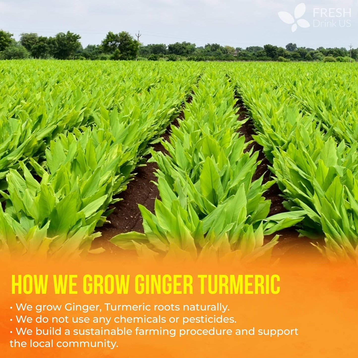FreshDrinkUS,_Premium_135_Turmeric_Ginger_Tea_Bags,_100%_Natural_Ingredients,_Hand-made_Blend_of_Turmeric_and_Ginger_Herbal_Tea,_Eco-conscious_Tea_Bags._No_Sugar,_No_Caffeine,_No_Gluten,_Vegan.