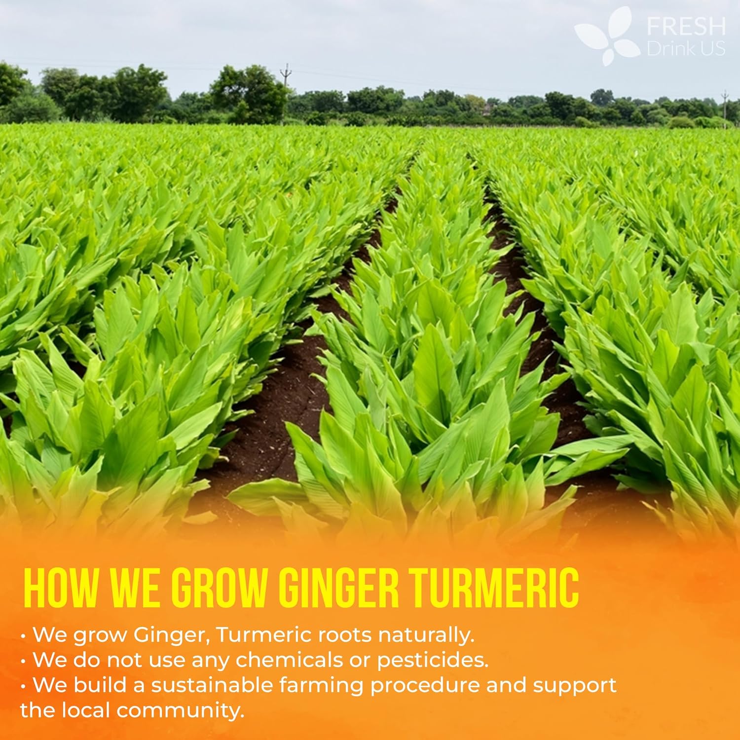 FreshDrinkUS,_Premium_135_Turmeric_Ginger_Tea_Bags,_100%_Natural_Ingredients,_Hand-made_Blend_of_Turmeric_and_Ginger_Herbal_Tea,_Eco-conscious_Tea_Bags._No_Sugar,_No_Caffeine,_No_Gluten,_Vegan.