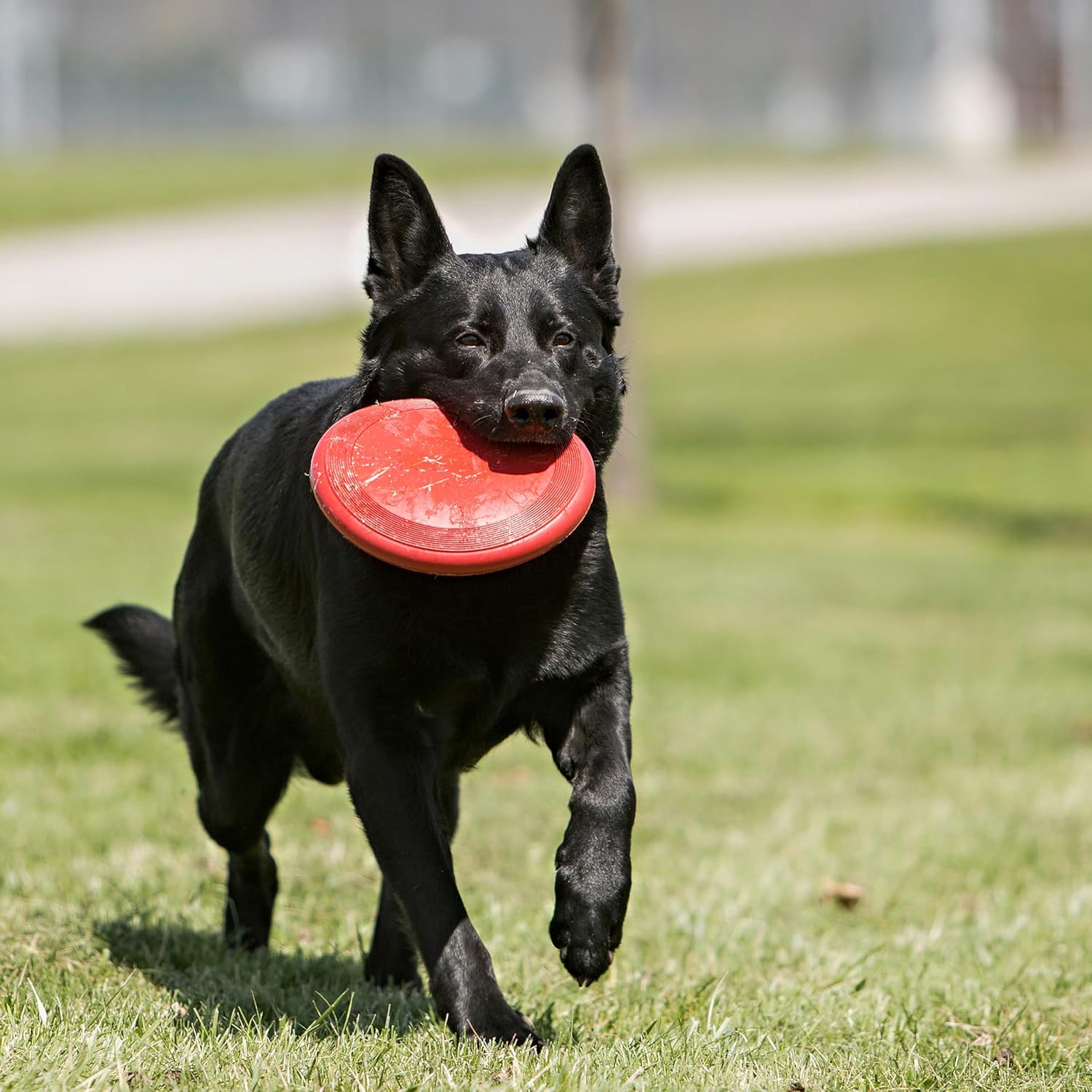 KONG_Flyer_-_Durable_Dog_Toy_for_Outdoor_Playtime_-_Natural_Rubber_Flying_Disc,_Dog_Toy_for_Fetch_-_Safer_Disc_for_Healthy_Activity_-_for_Medium/Large_Dogs