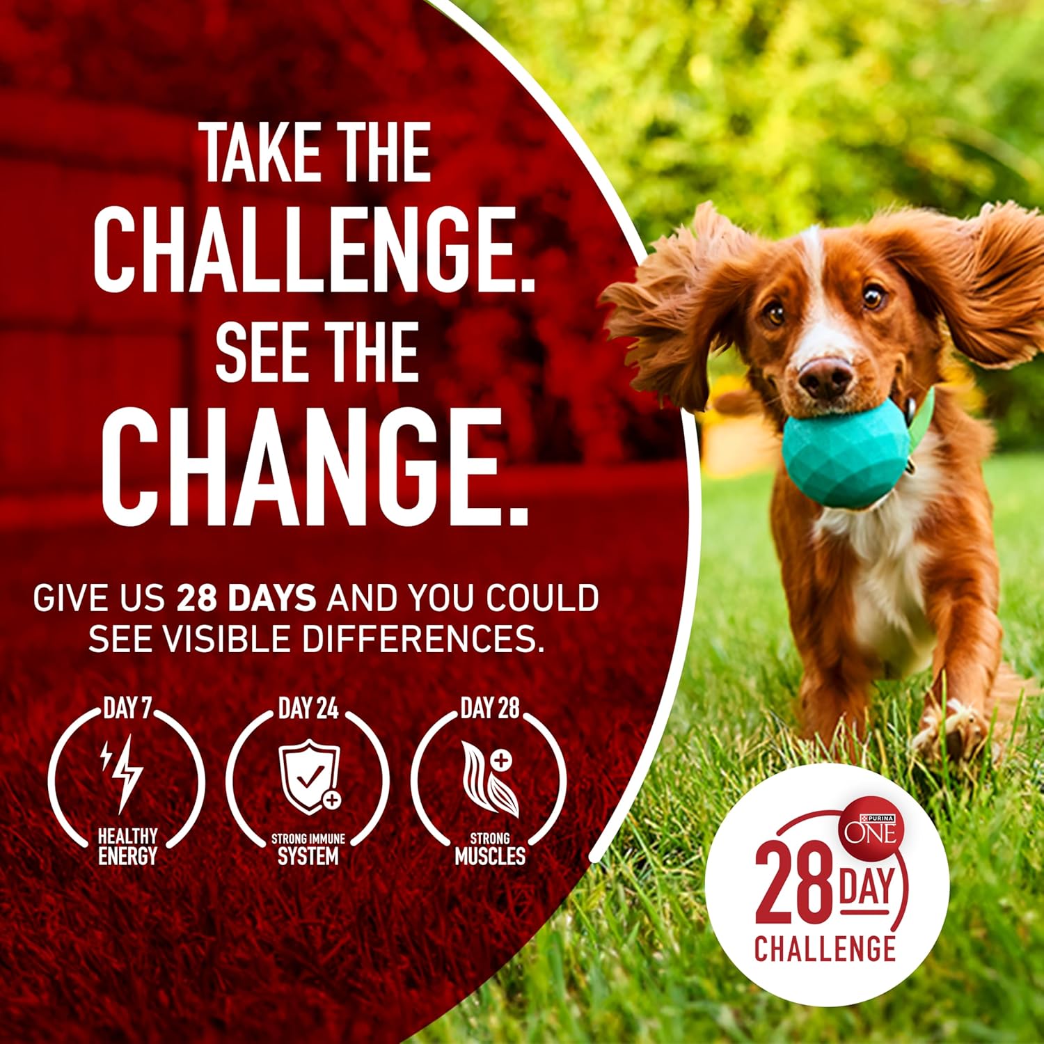 Purina_ONE_Dry_Dog_Food_Lamb_and_Rice_Formula_-_31.1_lb._Bag
