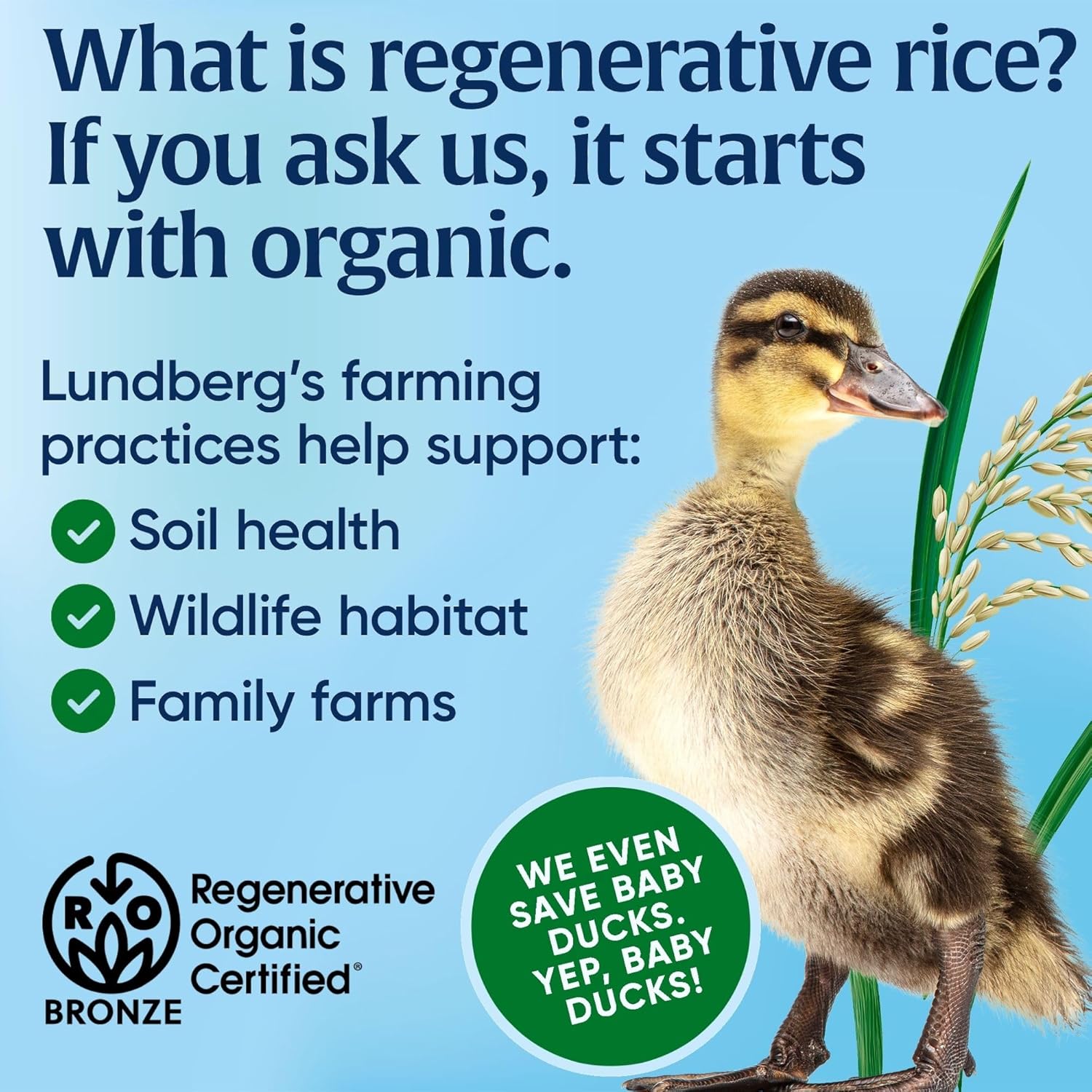 Lundberg_Family_Farms_Organic_Jasmine_Rice,_California_White,_32_Ounce