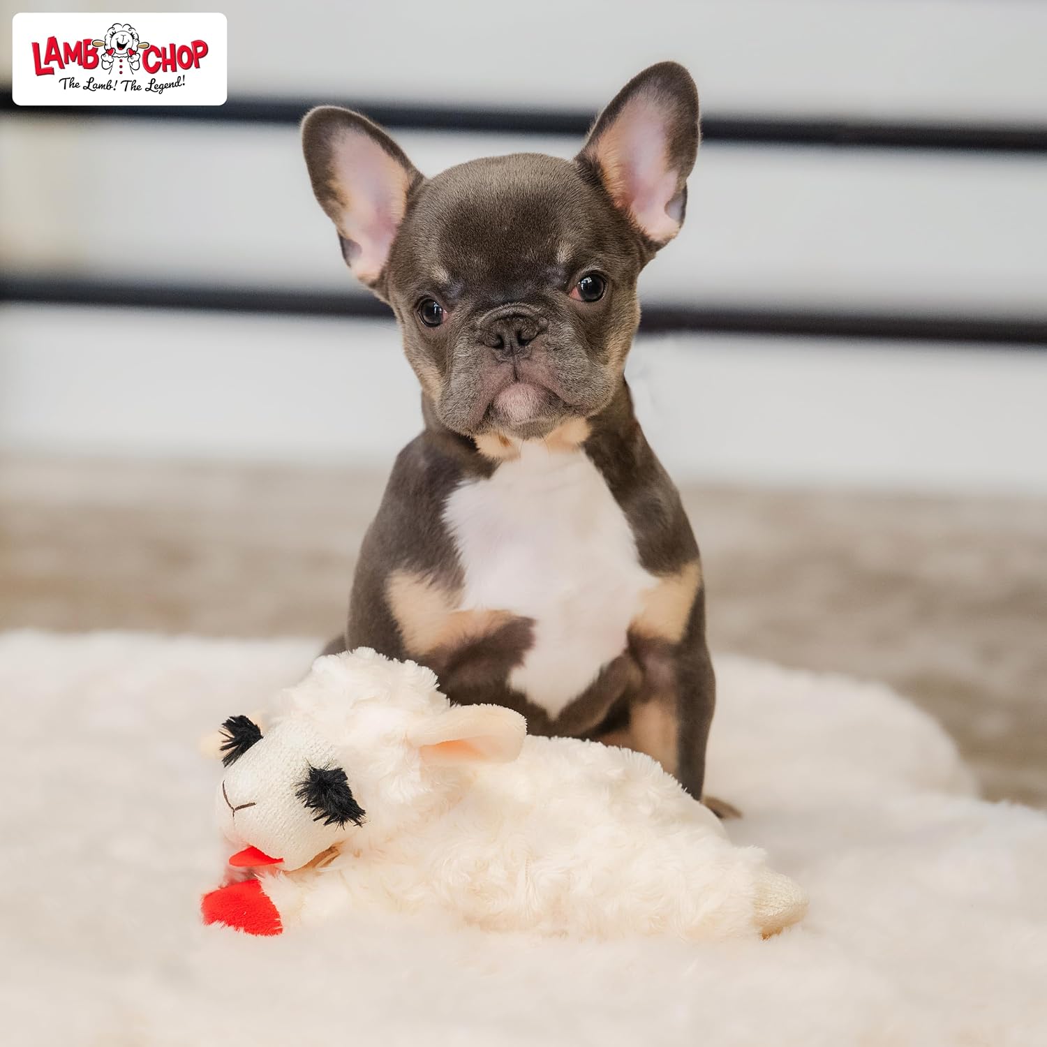 Multipet_Lamb_Chop_Dog_Plush_Toy_-_Squeaky_Toy_for_All_Dogs_-_Extra_Soft_Plush_-_Stuffed_Animal_Dog_Toy_for_Cuddling_&_Playing_-_Cute_Pet_Toy_(6",_Cream)