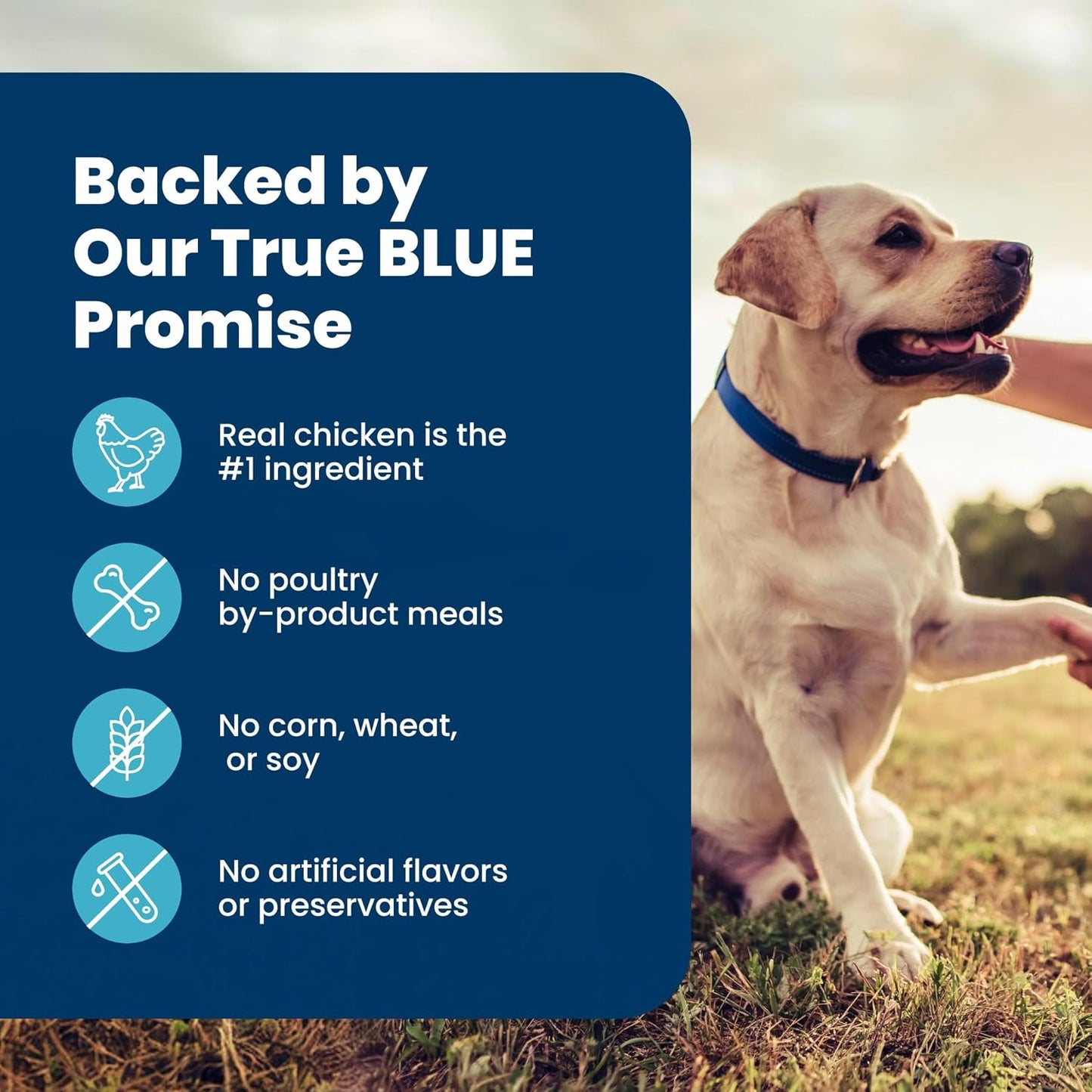Blue_Buffalo_Life_Protection_Formula_Chicken_&_Brown_Rice_Senior_Dry_Dog_Food,_Supports_Immunity_with_Antioxidant-Rich_LifeSource_Bits,_Promotes_Healthy_Muscle_Development,_Skin_&_Coat_Health,_5_lbs.