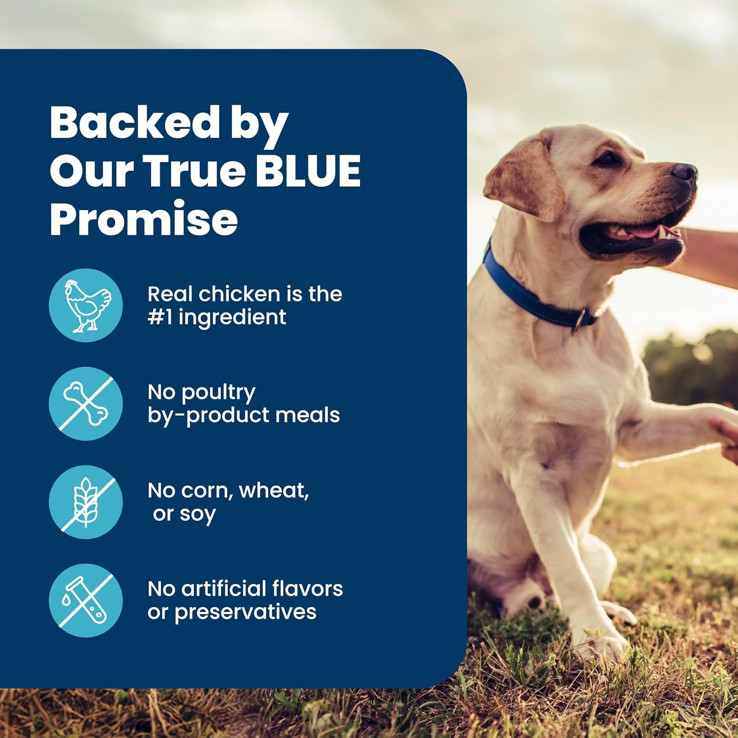 Blue_Buffalo_Life_Protection_Formula_Chicken_&_Brown_Rice_Senior_Dry_Dog_Food,_Supports_Immunity_with_Antioxidant-Rich_LifeSource_Bits,_Promotes_Healthy_Muscle_Development,_Skin_&_Coat_Health,_5_lbs.