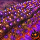 Purple & Orange - 9.8FT x 6.6FT