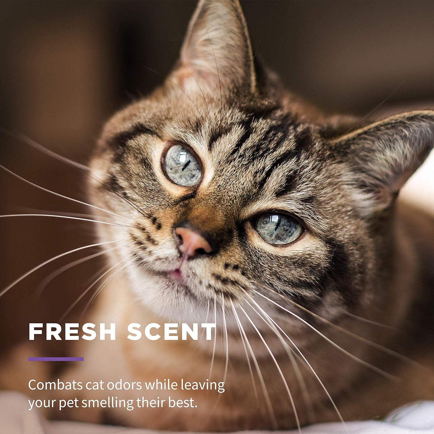 Wet_Ones_for_Cats_Freshening_Wipes,_Multi-Purpose_Cat_Grooming_Wipes_with_Aloe_Vera,_Helps_Remove_Dirt,_Odor,_and_Dander_Between_Baths,_Fresh_Scent,_50_Count