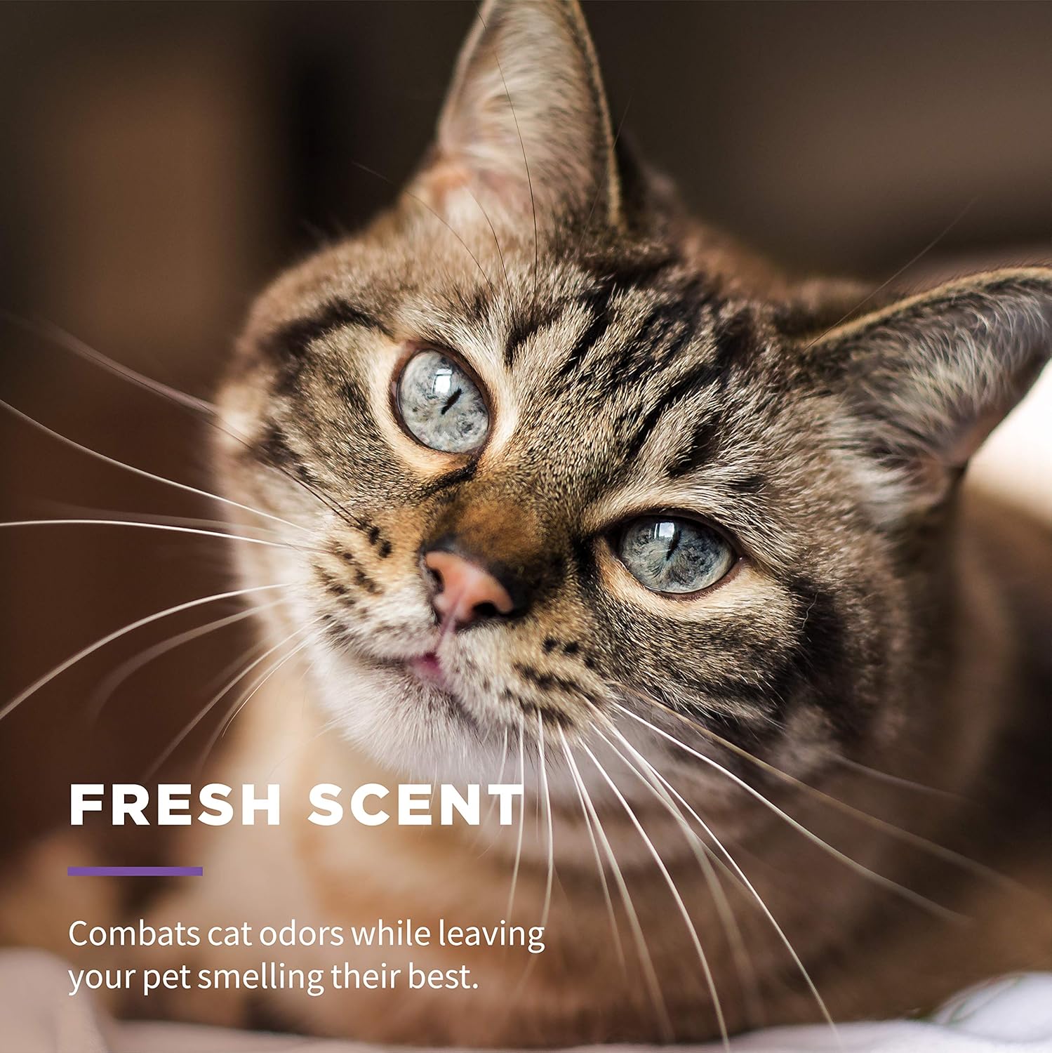 Wet_Ones_for_Cats_Freshening_Wipes,_Multi-Purpose_Cat_Grooming_Wipes_with_Aloe_Vera,_Helps_Remove_Dirt,_Odor,_and_Dander_Between_Baths,_Fresh_Scent,_50_Count