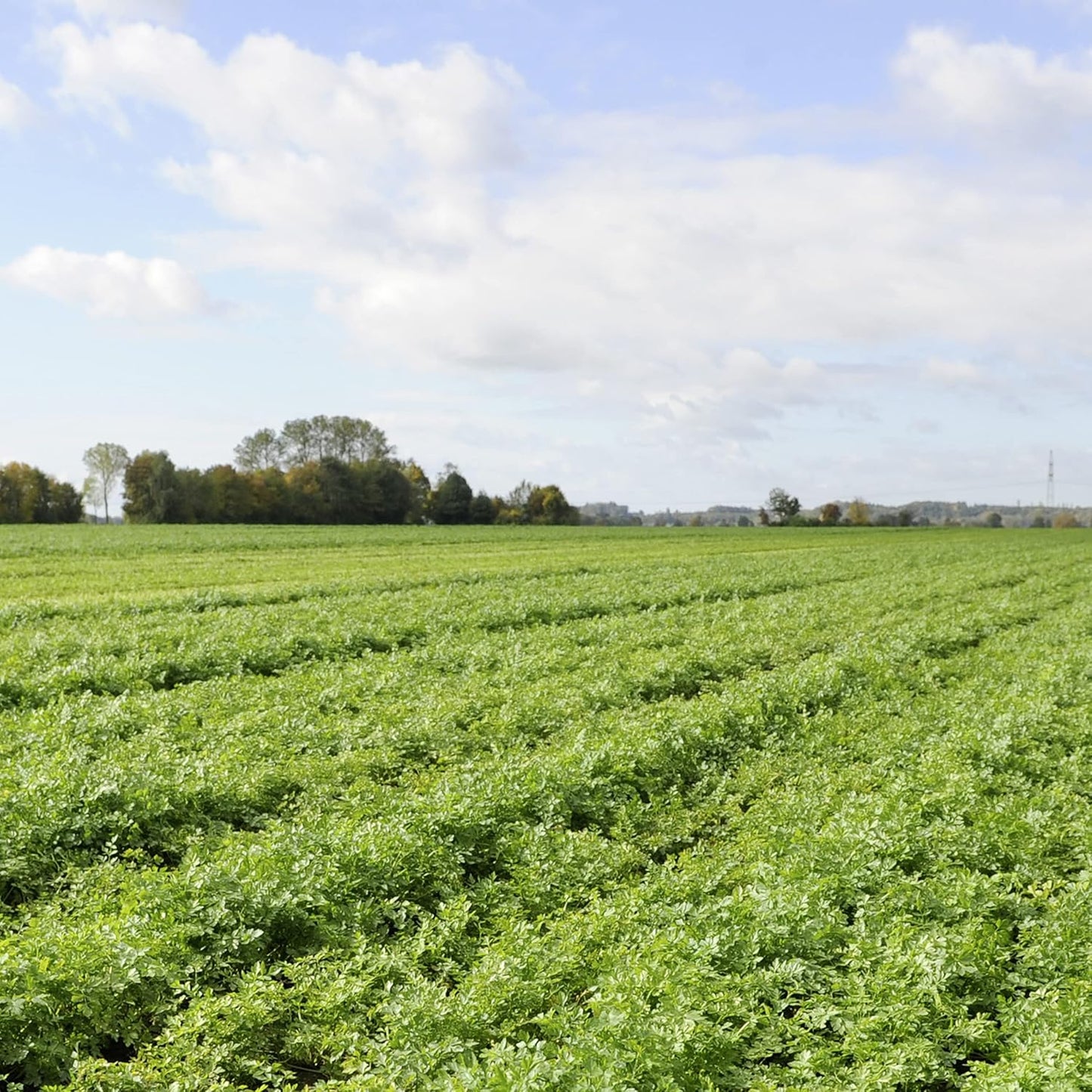 Knorr_Rice_Side_Dish,_Creamy_Chicken,_5.7_oz_(8-Count)