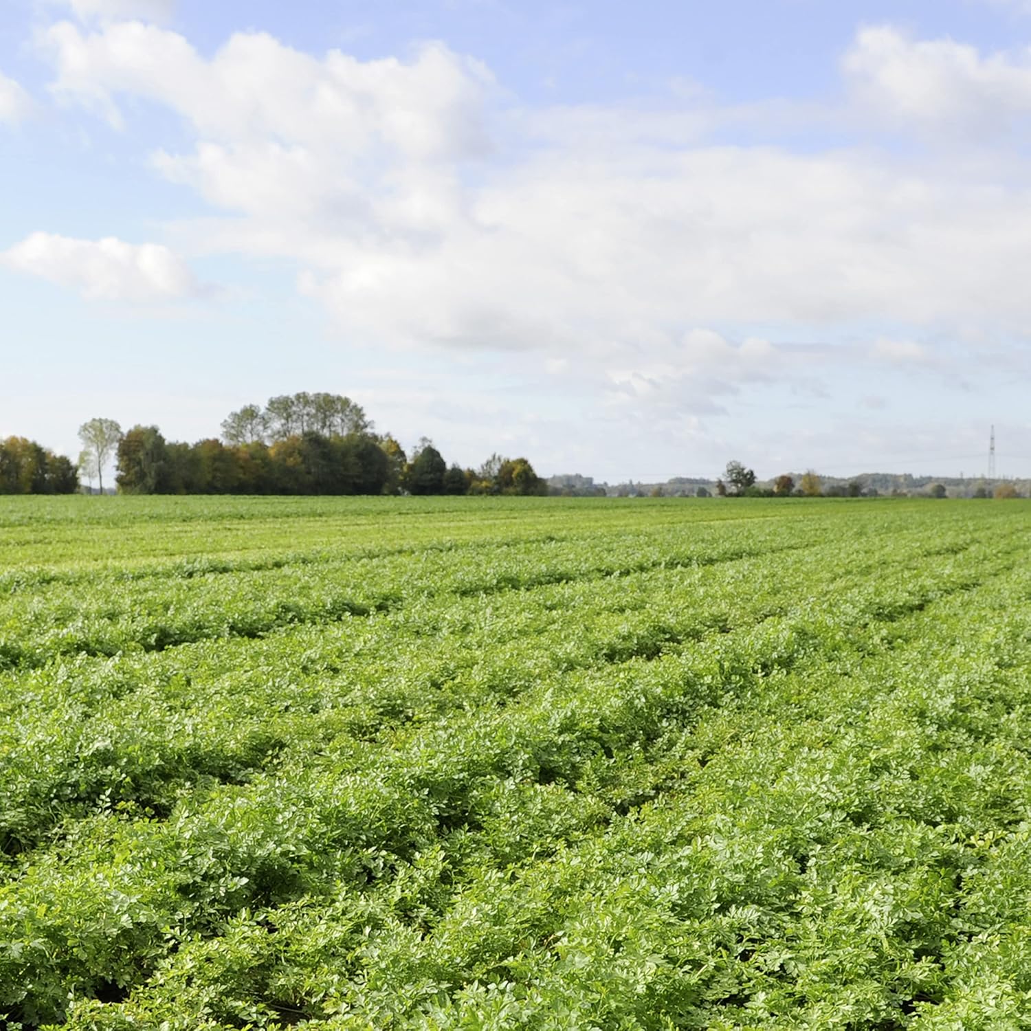 Knorr_Rice_Side_Dish,_Creamy_Chicken,_5.7_oz_(8-Count)