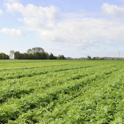 Knorr_Rice_Side_Dish,_Creamy_Chicken,_5.7_oz_(8-Count)