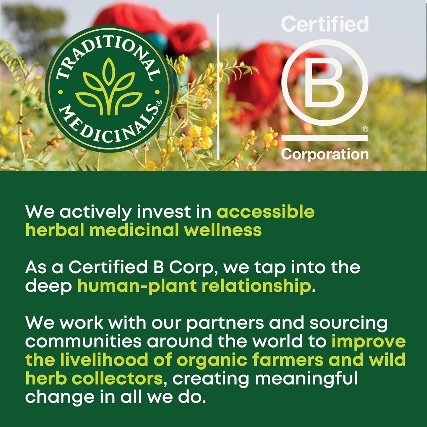Traditional_Medicinals_Organic_Fennel_Tea,_16_Count
